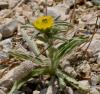 Seladonia sp.